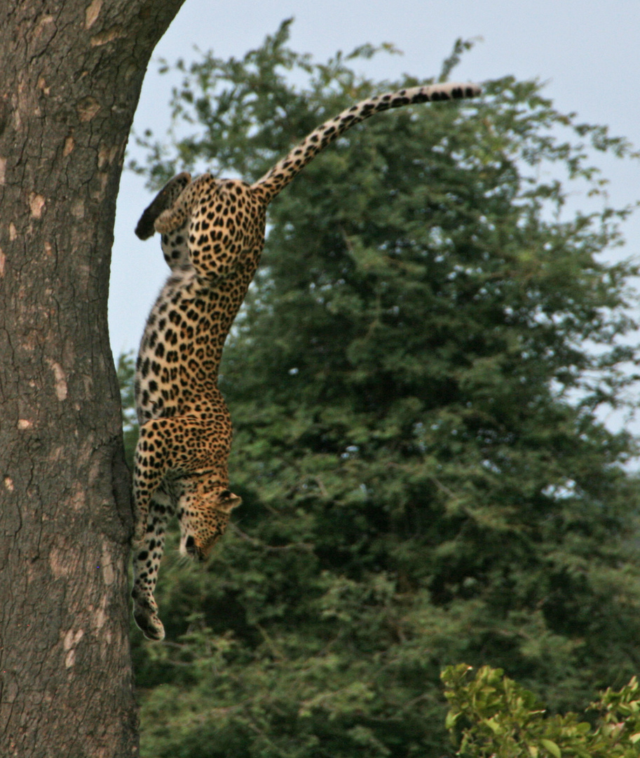 Leopard on the move