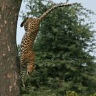 Leopard on the move