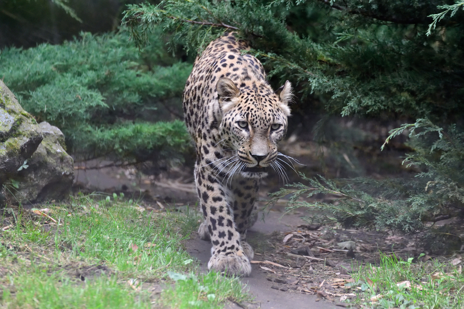 Leopard on the prowl