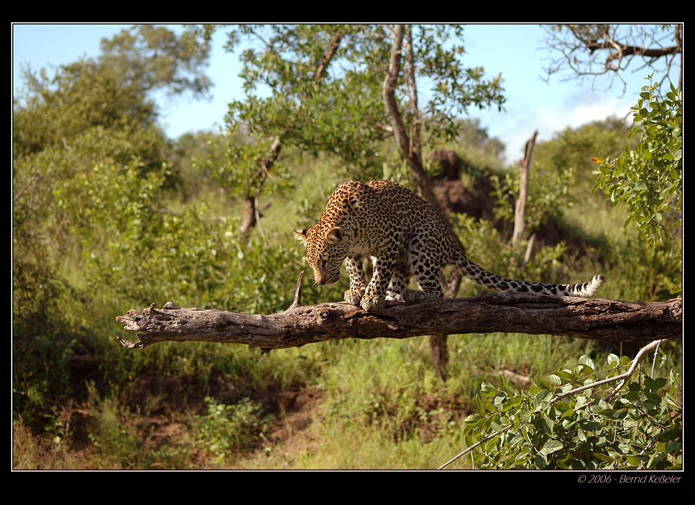 Leopard on tree #2