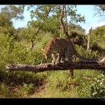 Leopard on tree #2