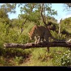 Leopard on tree #2
