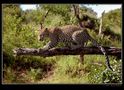 Leopard on tree von Bernd Keßeler