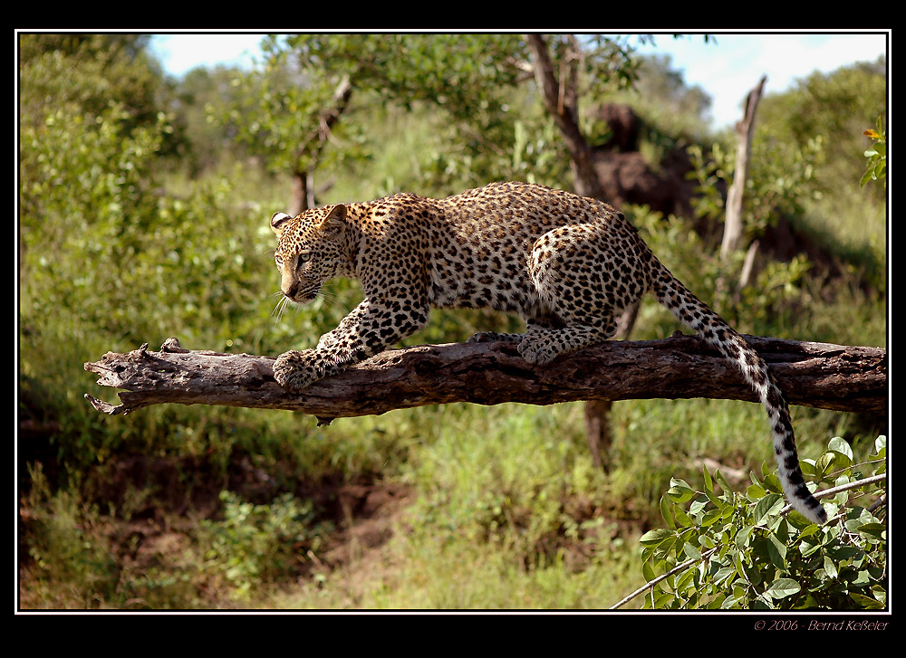 Leopard on tree