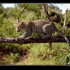 Leopard on tree