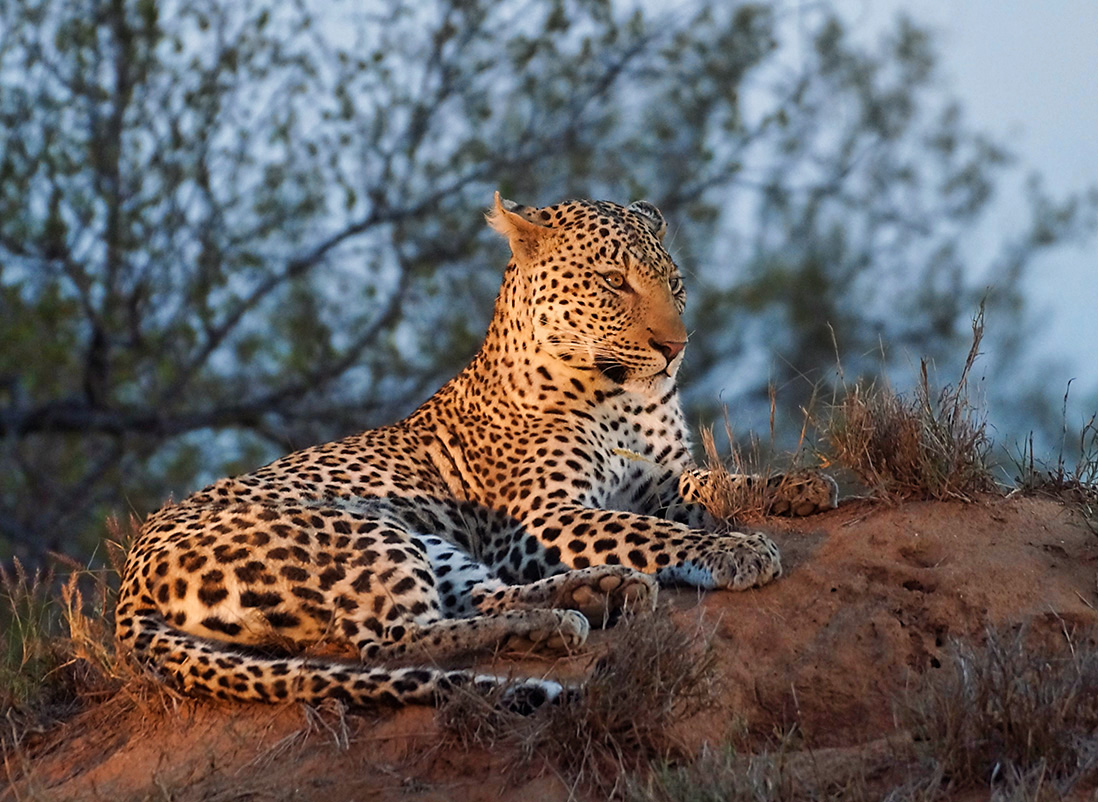 Leopard (Panthera pardus)