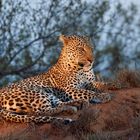 Leopard (Panthera pardus)