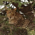 Leopard (Panthera pardus) 