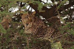 Leopard (Panthera pardus) 