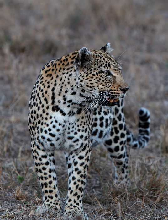 Leopard (Panthera pardus)