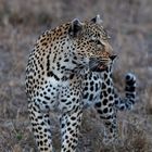 Leopard (Panthera pardus)