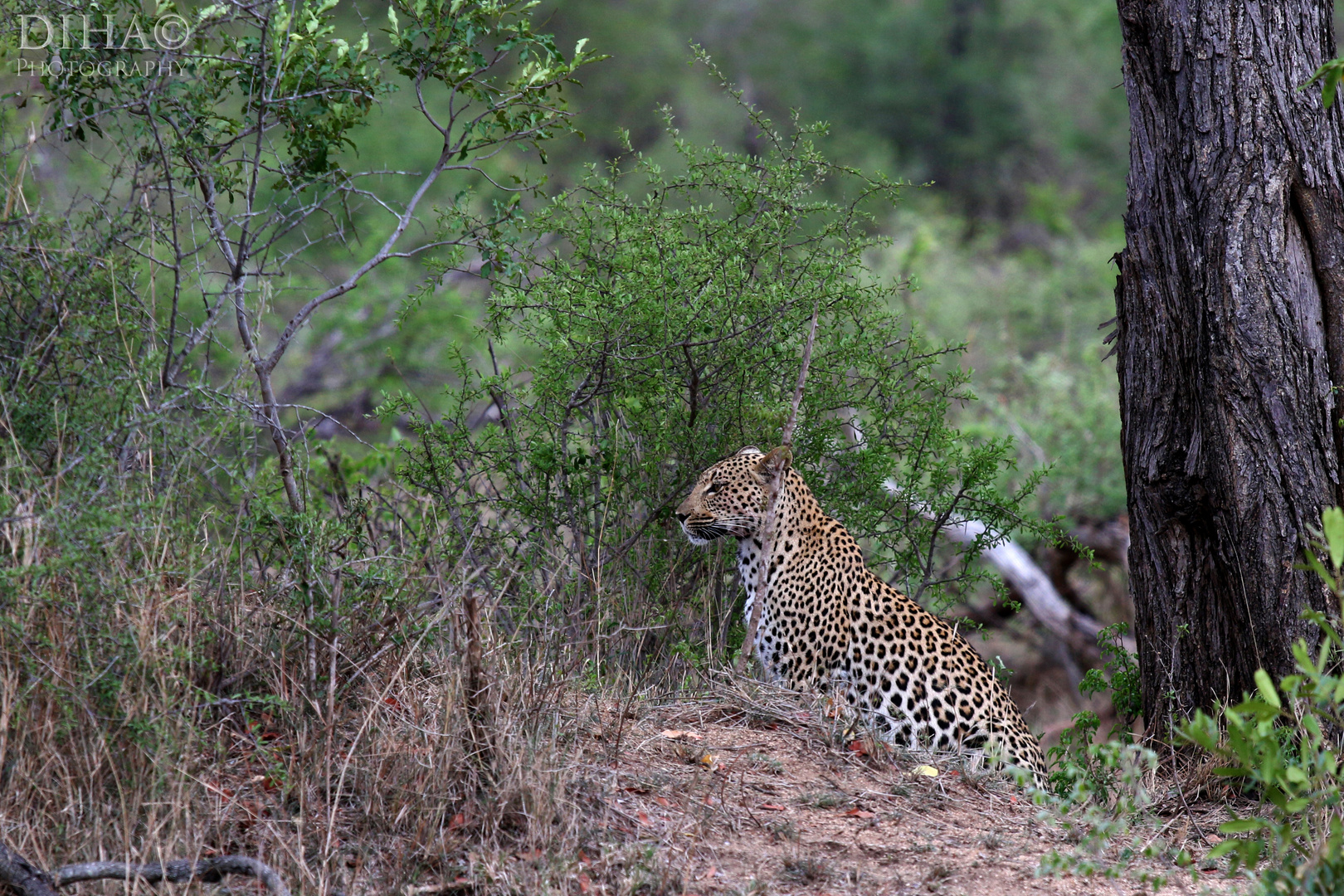 Leopard (Panthera pardus)