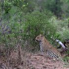 Leopard (Panthera pardus)