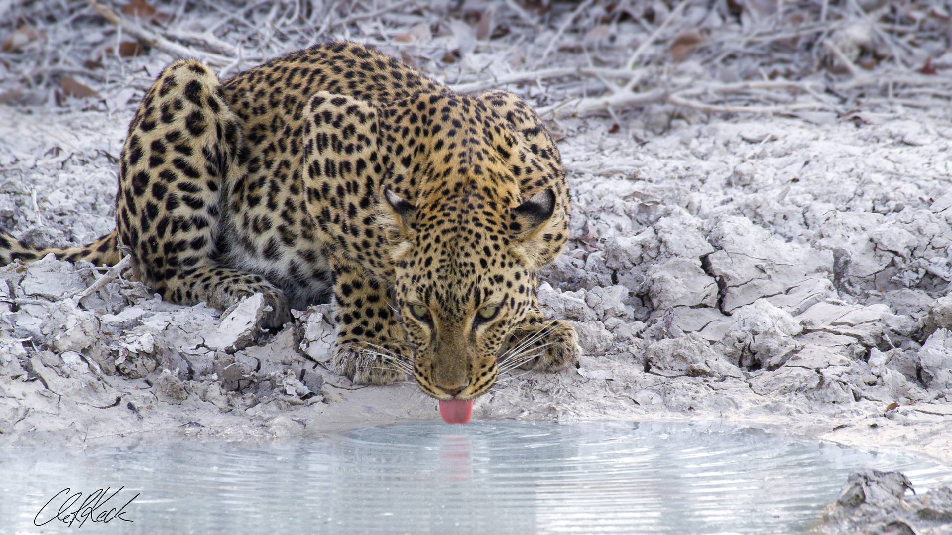 Leopard (Panthera pardus)