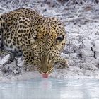 Leopard (Panthera pardus)