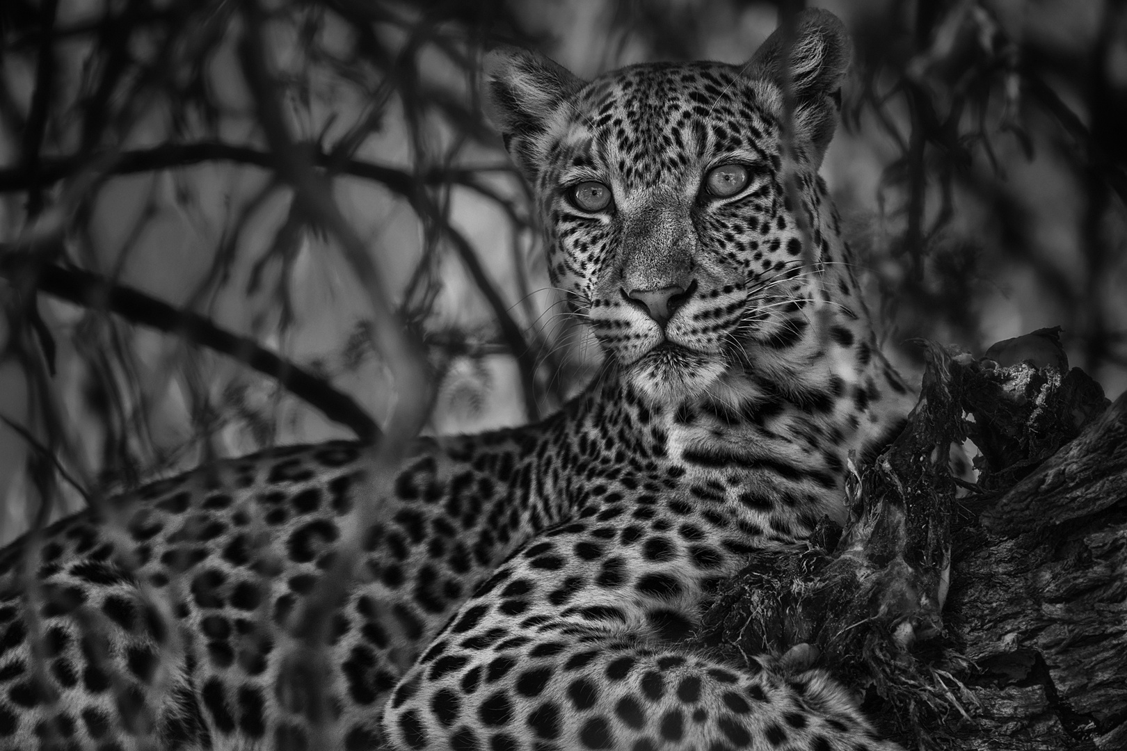 Leopard - Panthera pardus s/w