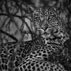 Leopard - Panthera pardus s/w