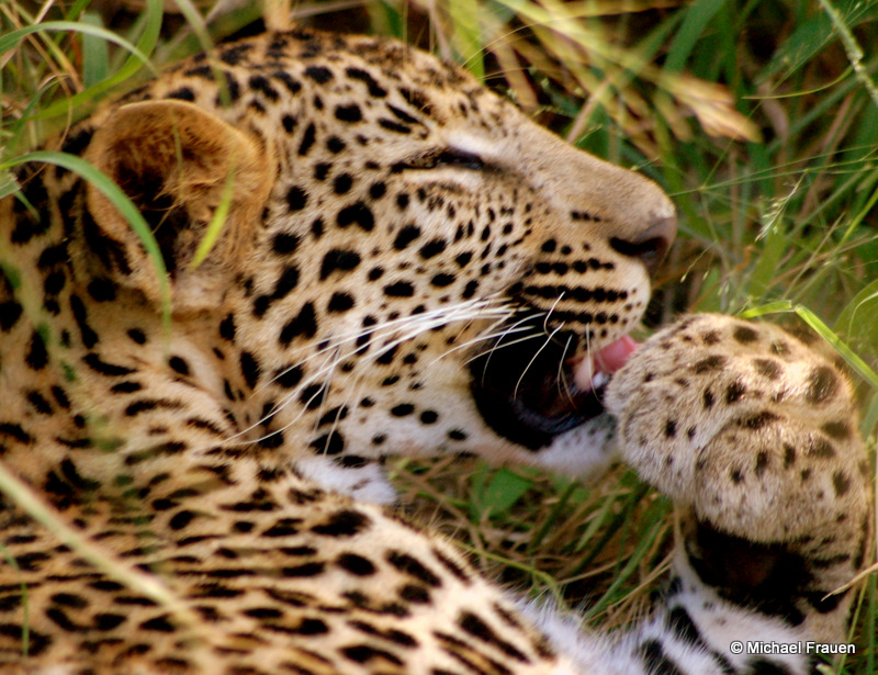 Leopard - pflegt sich