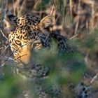 Leopard playing hide and seek