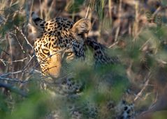 Leopard playing hide and seek