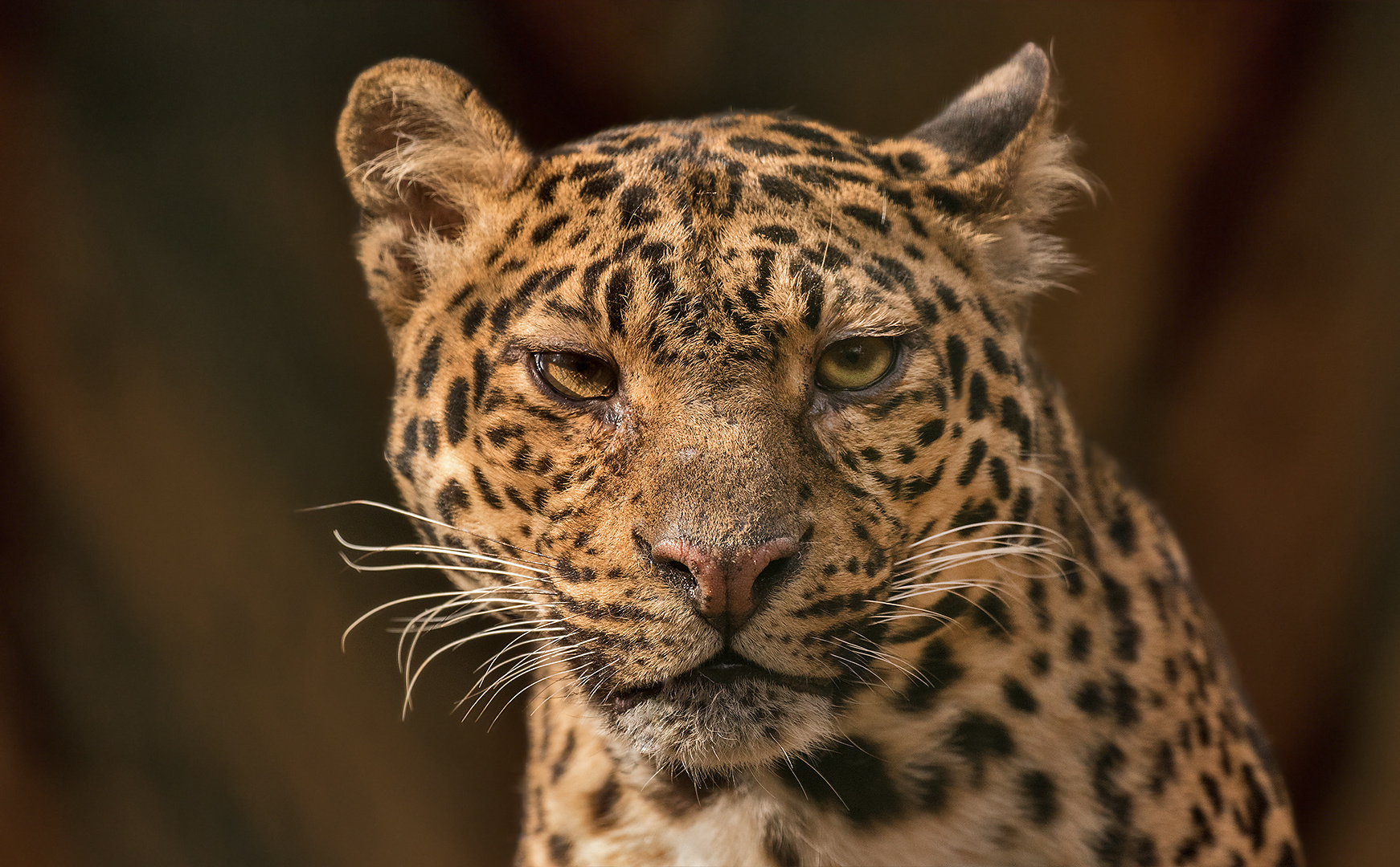 Leopard-Portait 