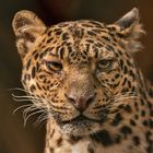 Leopard-Portait 