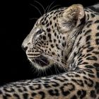 leopard portrait