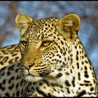 Leopard portrait