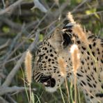 Leopard - Portrait