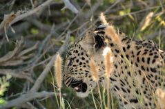 Leopard - Portrait