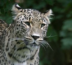 Leopard Portrait