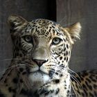 Leopard ( Portrait )