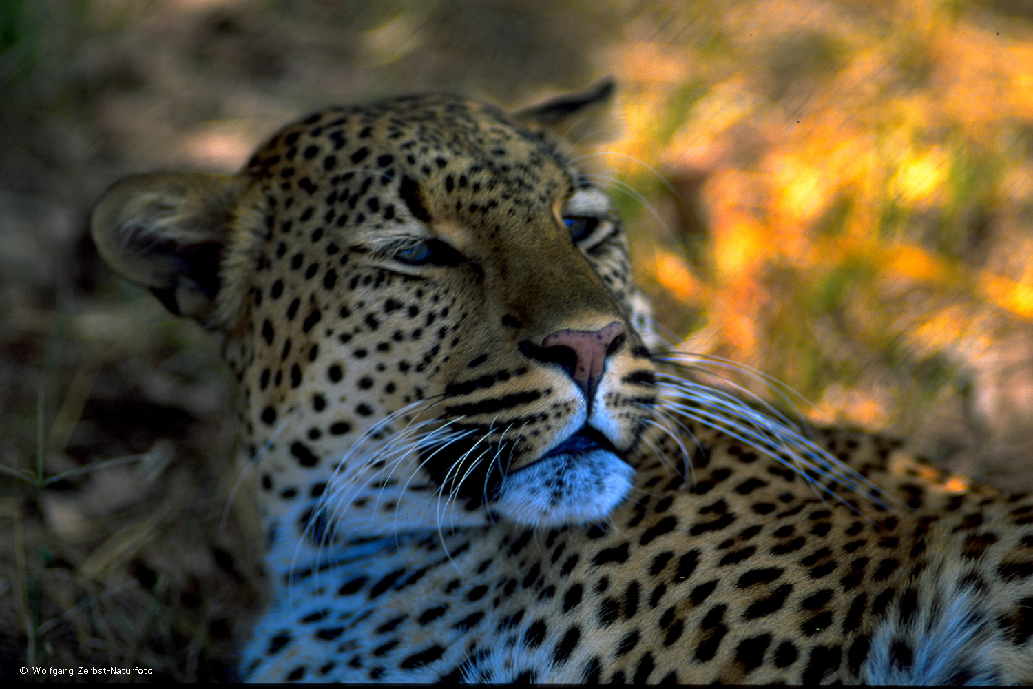 --- Leopard-Portrait ---