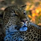 --- Leopard-Portrait ---
