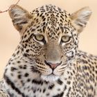 Leopard - Portrait