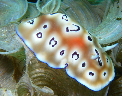 Leopard-Prachtsternschnecke (Chromodoris leopardus)