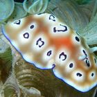 Leopard-Prachtsternschnecke (Chromodoris leopardus)