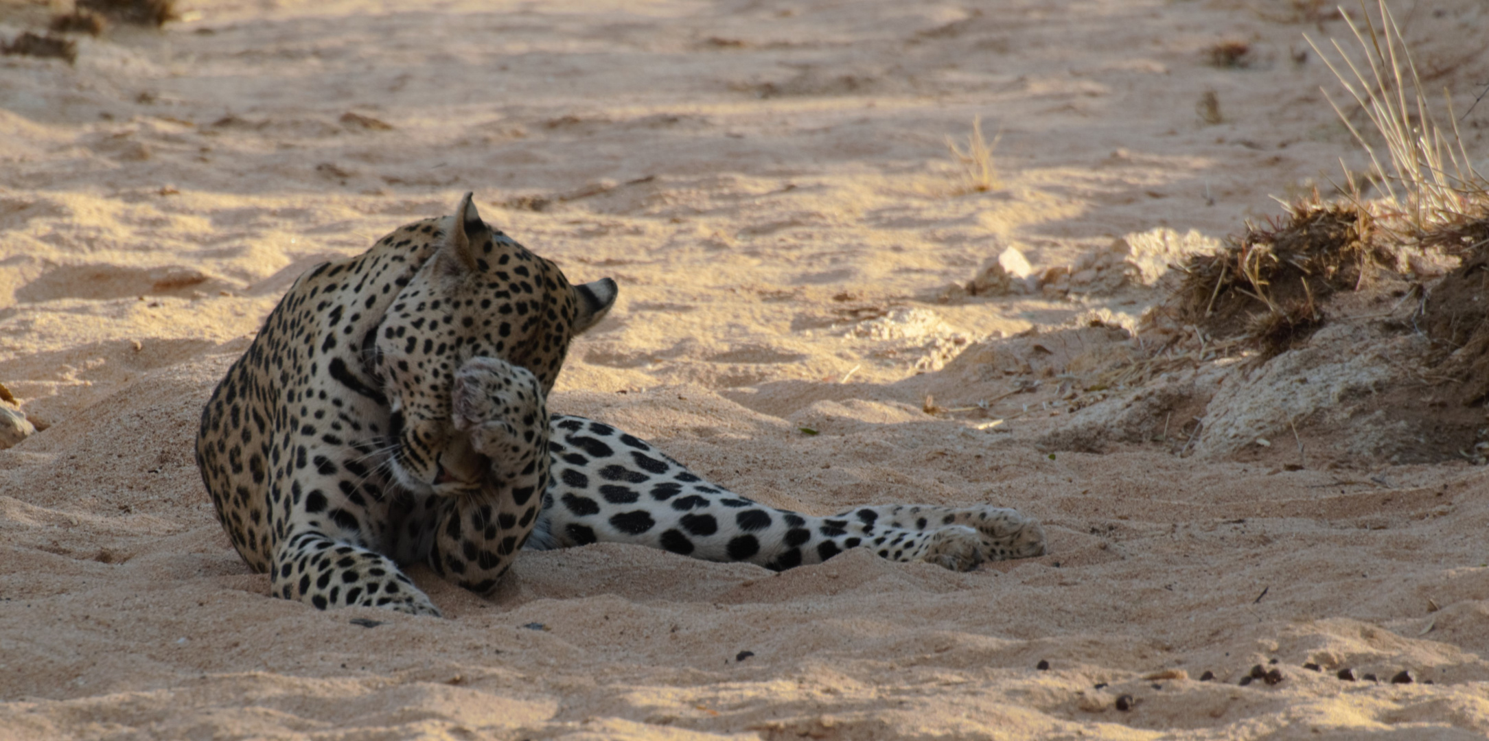 Leopard - Putzen ist angesagt