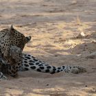 Leopard - Putzen ist angesagt