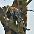Leopard relaxed