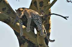 Leopard relaxed