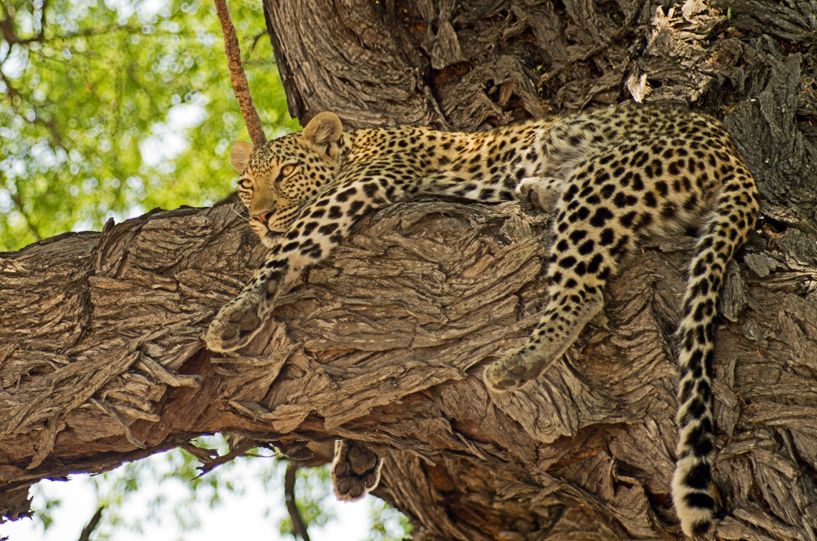 Leopard relaxing in Savuti