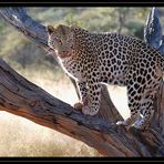 Leopard -reload-