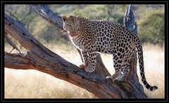 Leopard -reload-