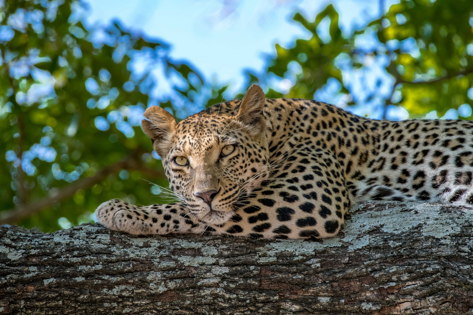 Leopard resting in a Tree