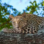 Leopard resting in a Tree