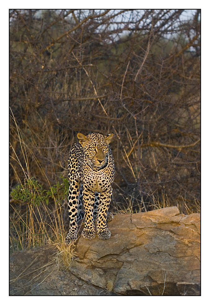 Leopard (RL)