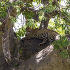 Leopard ruhend