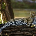 Leopard - Samburu NP