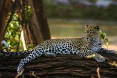 Leopard - Samburu NP